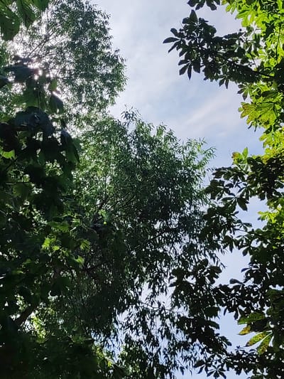 This is an outdoor, eye-level photograph taken from below, looking up at a canopy of green leaves and branches against a partially cloudy blue sky. The sunlight filters through the foliage, creating bright spots and shadows. The image appears to be taken in a natural setting, likely a park or wooded area, in or around Квасоўскі сельскі Савет, Belarus. There are no people or animals visible in the frame. The focus is on the interplay of light and shadow on the dense foliage.