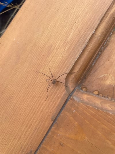 A brown harvestman (Opiliones) with a small, spherical body and eight thin, elongated, dark brown legs is positioned on a light brown wooden surface, reportedly in Juta, Georgia. The wooden surface displays distinct vertical grain lines and features a right-angled corner joint in the lower right quadrant. This joint is sealed with a darker material, and several small, clear, spherical liquid droplets are present along the edge of the wood adjacent to the joint.