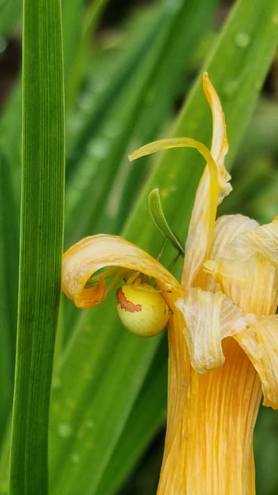 In Vysokoe, Russia, a close-up, eye-level shot captures a yellow flower with a small, round, light green spider perched on its petals. The spider has a reddish-brown marking on its back and is positioned beneath a curled petal. The background consists of out-of-focus green foliage and a prominent, vertically oriented green leaf in the left foreground. The lighting is diffused, creating soft shadows and highlighting the textures of the flower and the spider. The overall impression is one of natural detail and micro-level observation within a garden or natural setting.