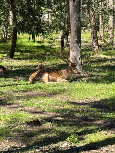 A horizontal outdoor shot depicts a dappled fawn-colored deer with white spots, possessing antlers, lying among green grass and scattered trees. The environment suggests a wooded area with dappled sunlight and shadows. The location might be a park or wooded area possibly within the city of Shekvetili, Georgia. Another deer is only partially visible lower left.