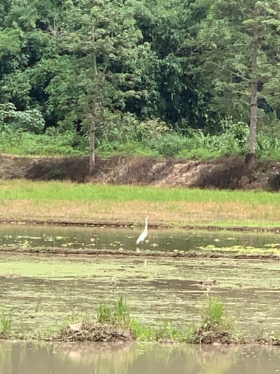 A white egret stands in a flooded rice paddy in Mae Chan District, Thailand, looking to its left. The rice paddy is filled with murky water and green algae, with rows of raised soil separating sections of the field. In the background, a dense forest of green trees rises behind a strip of dry, brown soil and a patch of green grass. The sky is not visible. The image is taken from a slightly low angle, with the foreground showing a reflection of the sky on the water's surface.