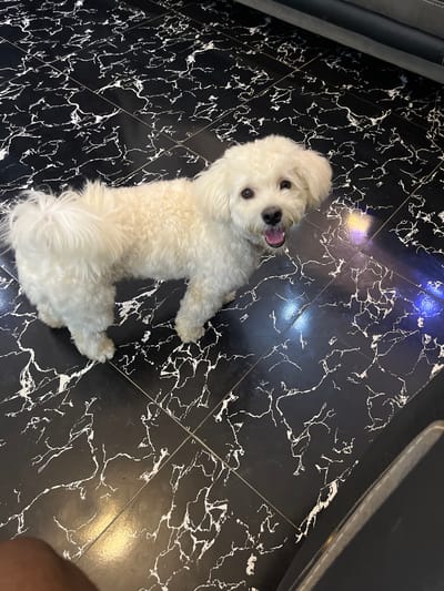 A small, fluffy white dog is standing on a black and white marble tiled floor. The dog is facing the camera with its mouth open and tongue visible, appearing to be panting. Its fur is curly and appears to be clean. The floor has a glossy finish and the tiles are arranged in a grid pattern. There are reflections of light on the floor, suggesting an indoor setting. The image is taken from a slightly high angle, looking down at the dog. The background is out of focus but appears to be a dark surface, possibly furniture. The scene is devoid of any specific landmarks or indicators of a city location, therefore it is not possible to determine if this scene is located in Takau, Nigeria.