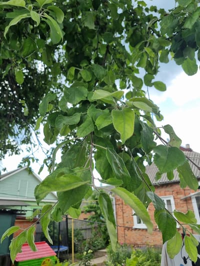 The image shows a close-up of green leaves on a tree branch, with a backyard scene in the background. In the background, there is a red brick house with white windows, a light green building, a wooden fence, a trampoline, and a small red and green toy house. The sky is cloudy. The scene is likely a residential area in Romny, Ukraine, given the architecture and common backyard elements. There are no people visible in the image.