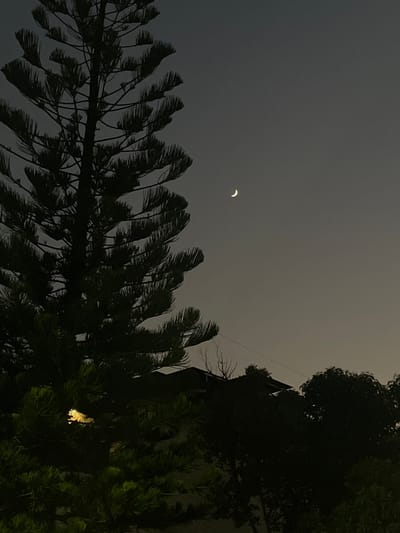 This image depicts a nocturnal or late twilight scene in Coatzacoalcos, Mexico. The upper two-thirds of the frame are dominated by a dark grey sky, against which a distinct, slender white crescent moon is visible in the upper right quadrant. No other celestial bodies are discernible.
A large, tall conifer tree, likely a Norfolk Island Pine, occupies the left side of the frame, extending from the bottom edge upwards. Its trunk is dark, and its dense, horizontal branches with needle-like foliage appear as dark silhouettes, with subtle hints of deep green in the lower sections. A small, bright yellow light source is partially obscured by the tree's foliage in the lower-left-mid section.
In the mid-ground, beneath the moon and to the right of the prominent tree, the dark silhouettes of residential rooftops are visible against the ambient light of the sky. These structures are consistent with urban or suburban housing. Further to the right and lower, additional dark silhouettes of trees or dense vegetation are present. No individuals, overt actions, or interactions are visible within the frame.