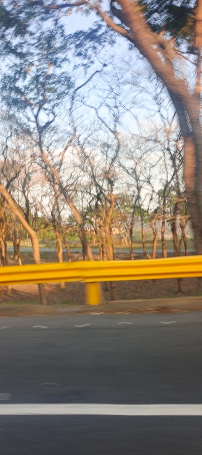 The image, likely taken from a moving vehicle, shows a roadside scene. A yellow guardrail is prominent in the midground. Beyond the guardrail are trees, mostly bare-branched. Behind the trees is a distant line of green foliage, possibly indicating more trees or vegetation. The sky is visible above the trees, suggesting early morning or late afternoon lighting. The road surface is visible in the foreground with white lane markings. The location is Cortada de Maturín, Venezuela. There are no people in the image.