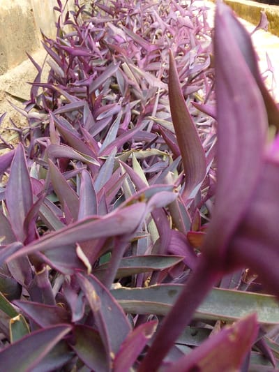The image displays a close-up, low-angle view of a dense patch of *Tradescantia pallida* 'Purpurea' (Purple Heart plant) functioning as ground cover in Ndeiya, Kenya. The scene is dominated by numerous elongated, lanceolate leaves, predominantly exhibiting deep purple and magenta coloration, with occasional subtle greenish hues visible on some undersides. The foliage is tightly clustered, forming a continuous botanical mass. In the upper left background, a section of a light-colored, possibly concrete or stone, structure is partially discernible, bordered by light-colored soil or sand. A heavily blurred purple leaf occupies the extreme right foreground. No individuals, animals, or actions are present.