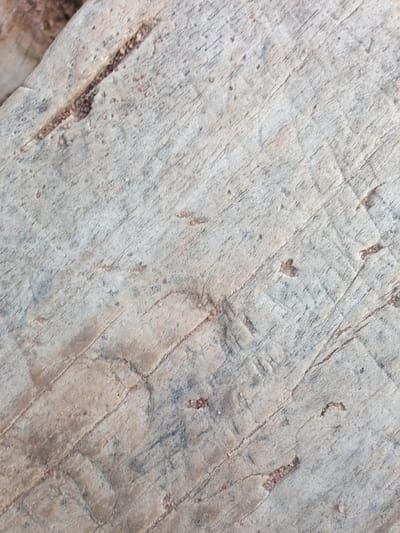 The image displays a close-up, overhead view of weathered, light-colored wood grain with visible cracks and darker, reddish-brown inclusions. The wood surface is textured and appears to be aged, with a diagonal grain pattern running from the lower left to the upper right of the frame. Small, irregular dark spots and linear fissures are present across the surface, suggesting erosion or damage. The lighting is even, highlighting the natural texture and imperfections of the material. There are no people, actions, or interactions visible in the image. The location in Zinna, Nigeria, is not discernible from the visual information provided.