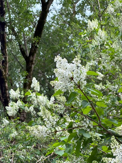 The image shows a close-up view of white lilac blossoms hanging from branches with green leaves. The background is blurred, showing other tree branches and foliage. The location, Tokkari, Russia, is not discernible from the visual information. No people, interactions, or specific actions are visible.