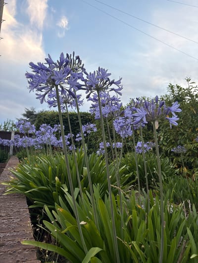 The image shows a garden bed filled with Agapanthus flowers in bloom, their distinctive purple flowerheads reaching upwards on tall stalks. The flowers are predominantly in the foreground and midground, with some appearing to be in bud while others are fully open. Beneath the flowering stalks are dense clumps of long, strap-like green leaves. To the left, a brick retaining wall borders the garden bed, showing signs of moss or lichen growth. In the background, a neatly trimmed green hedge forms a backdrop, with taller trees and foliage visible behind it. The sky above is a mix of blue with wispy white clouds, and power lines are visible stretching across the upper portion of the frame. The scene appears to be an outdoor residential garden. There is no indication of a specific location within Chelmsford, United Kingdom, beyond it being a garden setting. There are no people or animals present in the image, and no discernible actions or interactions are taking place. The overall impression is one of a well-maintained garden during flowering season.