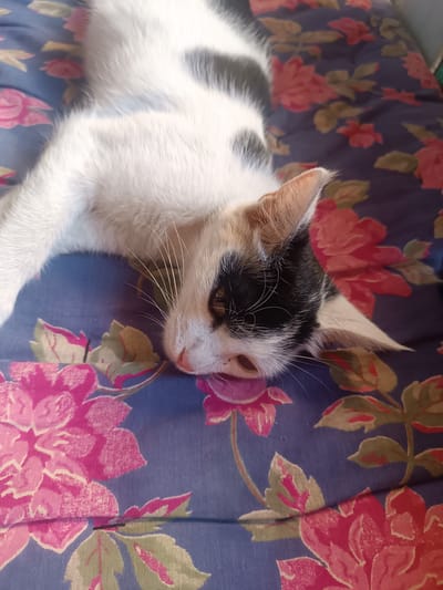 A calico cat is lying down on a floral patterned fabric. The cat is white with black and orange patches. Its head is resting on the fabric, and its eyes are partially closed. The fabric has a dark blue background with large pink and red flowers and green leaves. The scene appears to be indoors. There is no information provided about the location in the city of Uchqo'rg'on, Uzbekistan.