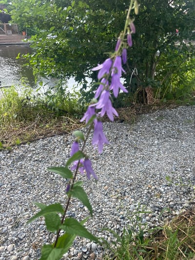A shallow depth of field photograph captures a stem of purple bellflowers in the foreground, with their delicate, downward-facing blooms extending vertically. The flowers are blurred, indicating they are close to the camera. Behind the flowers, a path composed of numerous small, light-colored seashells stretches across the mid-ground. To the left of the shell path, lush green foliage and trees are visible, with the surface of a body of water reflecting the greenery. A wooden structure, possibly a deck or pier, is partially visible at the far left edge of the water. The overall setting appears to be an outdoor environment, possibly a canal or riverbank, with a focus on the natural elements of flowers, plants, and water, contrasted with the man-made path and wooden structure.