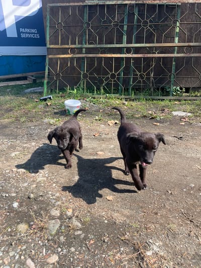 Two black puppies are walking on a dirt path in Ureki, Georgia. The puppies are in the foreground, with one on the left and the other on the right. The puppy on the left is looking to the left, and the puppy on the right is looking forward. The puppies are wet. In the background, there is a green metal fence and a wooden wall. There is also a blue sign with white text that says "PARKING SERVICES." The ground is covered with dirt, rocks, and some dry leaves. The sun is shining, casting shadows on the ground. There is a white bucket in the middle ground.