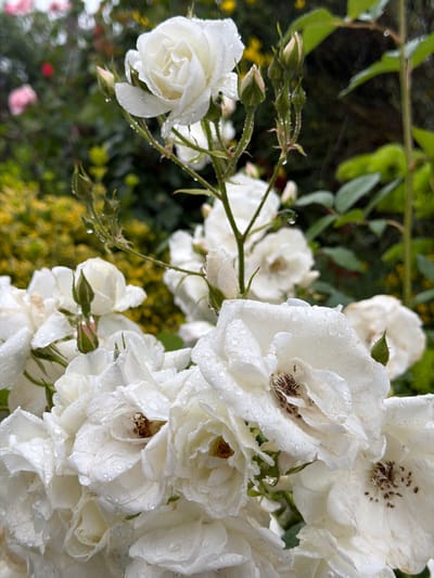 The image shows a cluster of white roses with water droplets on their petals. The roses are in varying stages of bloom, with some fully open and others still in bud. Green foliage is visible in the background, along with hints of other plants. The location, Yuzhny, Russia, cannot be verified from the visual information provided. There are no people, specific actions, or interactions depicted in the image.
