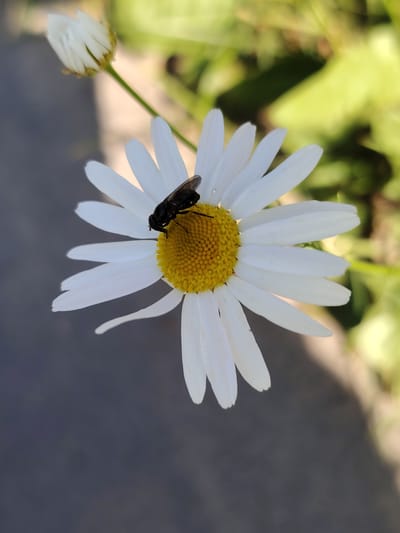A black hoverfly is perched on the center of a white daisy in Dolgoprudny, Russia. The hoverfly is dark and slender, with its wings folded back. The daisy has a bright yellow center composed of many small florets, surrounded by delicate white petals. One other daisy bud is visible in the upper left corner of the image, also white and partially closed. The background is a blur of green foliage, suggesting a garden or park setting, and a gray, out-of-focus surface, possibly asphalt or pavement, occupies the lower portion of the frame. The lighting indicates it is daytime, likely sunny, given the brightness and the clear focus on the subjects. The image is a close-up, focusing on the insect and the flower, with the background softly blurred to emphasize them. No text is visible in the media file.