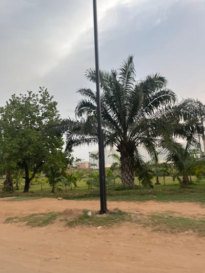 The scene depicts an outdoor environment in Kuchingoro, Nigeria. A palm tree with dense foliage dominates the composition, positioned beside a shorter, leafy green tree. A long, dark horizontal object, likely a pole or wire, cuts across the middle ground of the image. The background reveals a mix of greenery, smaller trees, and hints of a building structure. The ground consists of a dirt path with patches of grass alongside it. The sky is overcast and cloudy, suggesting a muted or potentially rainy weather condition.