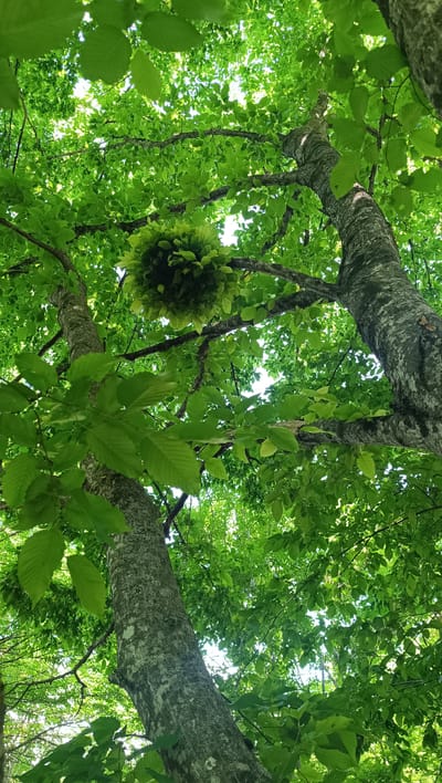 This is an upward-looking shot from a forest floor, focusing on the dense canopy of green leaves and two tree trunks. In the center of the image, a large, dense mass of leaves, possibly a witch's broom or a similar plant anomaly, is prominently featured on a branch. The sunlight filters through the leaves, creating a dappled effect. The scene is set in a forest, with no people or man-made structures visible, indicating a natural environment. The location is Lermontov, Russia, suggesting a temperate forest ecosystem.
