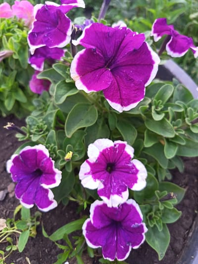 A close-up, overhead shot captures a cluster of vibrant petunia flowers in various stages of bloom. The dominant colors are a rich purple and white, with some blossoms exhibiting a more intense purple at the center, fading to white at the ruffled edges. Lush green foliage surrounds the flowers, with some leaves showing a velvety texture. The background consists of dark soil, suggesting the flowers are planted in a garden bed or pot. The lighting is natural, casting soft shadows and highlighting the delicate details of the petals. The scene is devoid of human presence. The location is not specified as being in the city of Soloneshnoye, Russia.