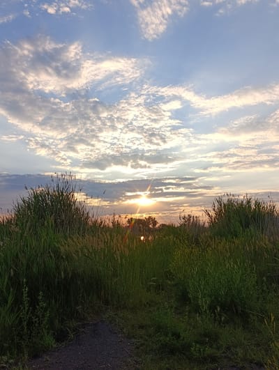 The image depicts a natural landscape at sunset, with a prominent sun casting a warm glow through scattered clouds in a blue sky. Tall grasses and reeds dominate the foreground and midground, with a narrow, dark path winding through them. The location in Chystiakove, Ukraine, suggests this is likely a park, nature reserve, or undeveloped area within or on the outskirts of the city. There are no people or specific urban structures visible, indicating a scene focused on natural beauty and tranquility during the twilight hours. The sunlight creates lens flare effects, adding to the atmospheric quality of the image.
