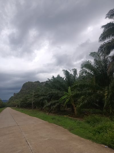 The image depicts a concrete road stretching into the distance, flanked by dense vegetation and a mountain in Pak Phraek, Thailand. The road is gray, with visible seams or cracks. A strip of green grass separates the road from rows of palm trees lining the right side. The trees are dense and lush, creating a wall of green foliage. Overhead, a sky filled with heavy, dark gray clouds dominates the upper portion of the image, suggesting overcast weather conditions. In the background, a mountain partially shrouded in cloud cover adds to the natural landscape. Utility poles are visible along the roadside. There are no people visible in the image.