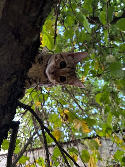 A tabby kitten with large, dark eyes peeks over a rough tree trunk, looking down at the camera. Its head is angled, and its ears are perked. The background consists of lush green foliage, with some yellowing leaves and bright, blurry highlights suggesting sunlight filtering through. The scene is framed from a low angle, looking up into the tree. The location in the city of Rzhev, Russia is not ascertainable from the image.