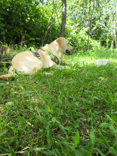 A medium shot captures a light-colored Labrador Retriever lying down in a grassy, wooded area, likely outdoors. The dog is facing right, with its mouth open and tongue visible, suggesting it might be panting or alert. It wears a bright green and purple harness. The ground is covered in lush green grass and some fallen leaves. In the background, trees and foliage create a natural, shaded environment. A white object, possibly a bowl or container, is visible to the right of the dog, partially obscured by the grass. The overall lighting indicates a sunny day. The scene appears to be in a park or natural reserve within the city of Terekty, Kazakhstan, characterized by abundant greenery and mature trees.