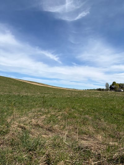 The image shows a field in Yanino-1, Russia, under a blue sky with wispy clouds. The field consists of green grass interspersed with patches of dried brown grass. A faint path or clearing runs through the field, separating the grass from the sky. In the distance, there is a cluster of buildings and trees. There are no people visible.