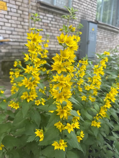 This media file is a close-up shot of bright yellow flowers blooming in front of a textured, brick-like surface. The flowers, arranged on thin stems with green leaves, are the primary subject. They appear to be a type of loosestrife, with five pointed petals and a star-like shape. Some of the flowers are fully open, while others are still in bud.
The background shows a muted, greyish surface that resembles weathered bricks or tiles, possibly a wall or pavement. To the left of the frame, a portion of a grey rectangular object is visible, potentially an electrical box or a conduit, mounted on the brick surface. Above this, a blurred reflection of what looks like windows and greenery can be seen, suggesting an outdoor setting, possibly a building facade or a garden area. The overall lighting suggests it is daytime, with the natural light highlighting the vibrant yellow of the flowers. The scene is peaceful and natural, focusing on the beauty of the blooming flowers against an urban or architectural backdrop. There is no visible text in the image. The location context provided is Kuzmolovskiy, Russia.