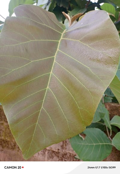 The image is a close-up, macro photograph of a large, textured leaf with prominent veins. The leaf has a gradient of colors, ranging from a reddish-brown at the top to a greenish-brown towards the bottom. Tiny water droplets are visible on the upper portion of the leaf, suggesting recent rain or dew. The background is blurred, showing other green foliage and hints of brown earth or a wall. The bottom of the image contains text indicating "CAMON 20" and "24mm f/1.7 1/100s ISO99", suggesting this is a photograph taken with a Camon 20 camera. The scene is outdoors, likely in a garden or natural environment. There are no people or animals present in the image. The location is described as being in the city of Takau, Nigeria.