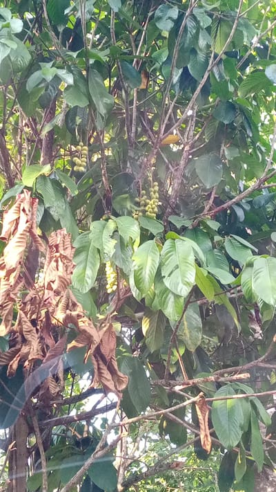 This image captures a close-up view of a tree in Meunasahdayah, Indonesia, showcasing its foliage and developing fruits. The tree's branches are laden with numerous clusters of small, pale green fruits, some appearing smooth and others slightly bumpy, hanging in bunches. Interspersed among the vibrant green leaves are several clusters of dried, brown leaves, suggesting a mix of new growth and older foliage on the tree. The background is dominated by the dense canopy of leaves and branches, with hints of sunlight filtering through, creating dappled patterns. The scene appears natural and untouched, with no people or artificial objects visible.