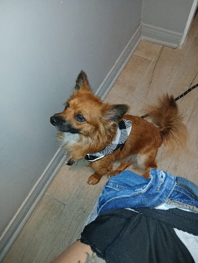 An indoor scene in Redondo Beach, United States of America, depicts a small, reddish-brown, long-haired dog with a black muzzle and pointed ears. The dog wears a black and white patterned harness with a reflective stripe across its chest, and a black leash is attached, extending out of frame to the right. It stands on a light-colored, plank-patterned tiled floor, gazing upward and to the left. The background features a light gray wall with white baseboard molding. In the bottom right foreground, the lower torso and upper leg of a person are visible, clad in light blue denim shorts over black undergarments. A dark tattoo is visible on the exposed skin of the person's thigh.