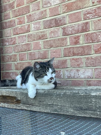 A gray and white tabby cat with white paws is climbing a weathered gray wooden post. The cat's paws are grasping the post, and it's looking up and to the right. Behind the cat and to the left is a brick wall with red bricks and white mortar. To the right of the post is a wire mesh fence. The photograph appears to be taken outdoors. There is no discernible information within the image to suggest a connection to the city of Ashford, United Kingdom.