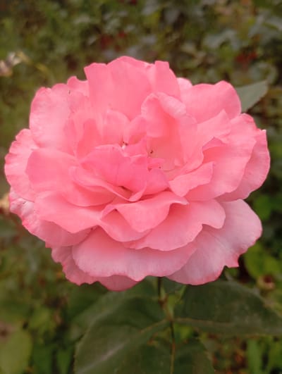 A close-up, eye-level shot features a fully bloomed pink rose in focus against a softly blurred background of green foliage. The rose has multiple layers of delicate, ruffled petals, with a gradient of color from a vibrant pink at the center to a lighter shade towards the outer edges. The background consists of various green leaves and stems, some with hints of red or brown, suggesting a garden or natural setting. The lighting is soft, illuminating the rose and highlighting the texture of its petals. The scene is static, with no apparent action or human presence. The location is identified as Qarabulaq, Kazakhstan.