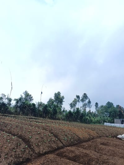 An overcast sky dominates a landscape of lush greenery and cultivated land. Rows of young plants, carefully spaced in the dark soil, ascend a gentle slope. The horizon is marked by a line of trees, their forms silhouetted against the bright sky. Tall, slender bamboo stalks with drooping elements emerge from the trees, adding a whimsical touch to the scene. Faint buildings are visible near the edge of the frame, adding evidence of human presence.