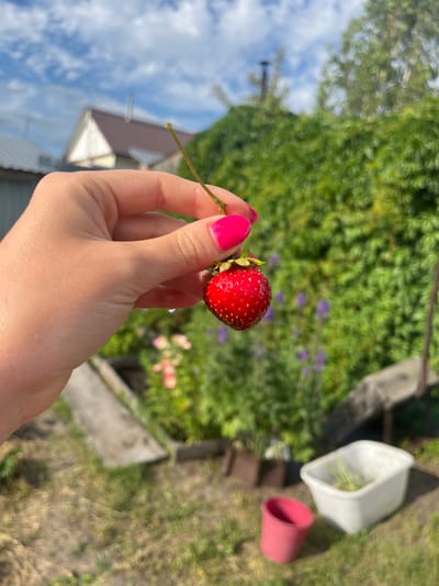 In this close-up shot, a person's hand, with bright pink fingernails, holds a single, ripe strawberry. The strawberry is a vibrant red, with tiny seeds visible on its surface, and a green stem attached. The hand is positioned in the foreground, with the rest of the scene blurred out of focus.
Behind the hand and strawberry, the background suggests an outdoor setting. There's lush green foliage, appearing to be a garden or shrubbery, with some small purple flowers interspersed. In the upper right portion of the image, two plastic containers are visible, one white and the other pink, suggesting gardening supplies or perhaps decorative pots. The ground appears to be grassy or earthy. A portion of a building with a brown roof and white trim is visible on the left, along with a bright blue sky with scattered clouds.
The lighting indicates it is daytime, with bright sunlight casting shadows and highlighting the details of the strawberry and hand. The overall impression is one of a pleasant, sunny day, possibly in a rural or suburban garden in Kovriga, Russia. The focus on the strawberry and the hand suggests an activity related to harvesting or enjoying fresh produce. There is no visible text in the image.