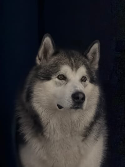 The image shows a close-up portrait of an Alaskan Malamute dog against a dark blue background. The dog has thick gray and white fur, alert pointed ears, and intelligent brown eyes. Its gaze is directed slightly to the right of the viewer. The lighting is soft, highlighting the texture of the dog's fur and facial features. There is no discernible location in the city of Узюково, Russia, visible in the image. The scene is a simple, focused shot of the animal.