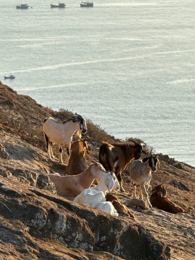An outdoor, eye-level, medium shot shows several goats on a rocky hillside overlooking the ocean. The goats are of various breeds and colors, with some standing and others lying down. The ocean is calm and blue, with several small boats in the distance. The sun is setting, casting a warm glow over the scene. The location is Lý Sơn Island, Vietnam.