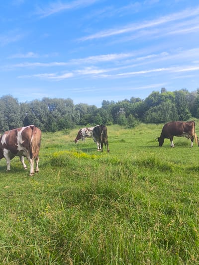 A herd of cows grazes in a lush green field under a clear blue sky dotted with wispy white clouds. The sun is high in the sky, suggesting it is midday. The field is covered in tall grass and scattered yellow wildflowers. In the background, a dense line of trees forms a dark green border against the sky.
Three cows are visible in the foreground and middle ground. One cow, predominantly white with large brown patches, is facing away from the camera, showcasing its hindquarters. To its right, another cow, a mix of brown and white, is bent over grazing. Further to the right, a third cow, a solid reddish-brown, is also grazing. The overall impression is one of a peaceful, pastoral scene. The location is identified as Anastasivka, Ukraine.