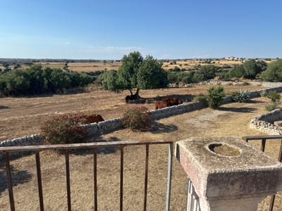 The image depicts a rural landscape under a clear blue sky. In the foreground, a rusty metal railing and a weathered stone pillar with a circular indentation are visible. Beyond the railing, dry, golden grass covers the ground, interspersed with sparse vegetation. A low, L-shaped wall constructed of rough-hewn stones divides the scene.
In the middle ground, several brown cows are grazing. One cow is partially obscured by a bush with red flowers. A large, leafy green tree stands near the center of the frame, casting a shadow on the dry ground. More dry vegetation and scattered trees are visible in the background, leading to a gently rolling horizon dotted with distant buildings and other trees. The overall impression is one of a sun-drenched agricultural area, likely in the Mediterranean region, given the style of the stone walls and the vegetation. While the specific location within Ragusa, Italy is not explicitly stated, the scene is consistent with the rural surroundings of the city, known for its Baroque architecture and agricultural heritage.