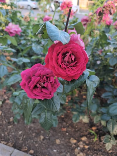 The image shows two dark pink roses in full bloom in the foreground, with other pink roses and green foliage blurred in the background. The roses are on a plant with dark green leaves. The ground appears to be a mix of soil and small stones, with a concrete or stone border visible at the bottom left. In the far background, a white car is visible on a street. The overall setting suggests a garden or park environment. There is no indication of the specific location within the city of Tikhoretsk, Russia, or any people present in the image.