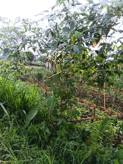 The image depicts a lush, verdant agricultural scene, characteristic of a rural garden or small farm. The setting is outdoors under what appears to be an overcast or very bright sky, providing soft, diffused lighting.
The dominant subjects are various plants. In the center and extending to the right, several cassava plants (Manihot esculenta) are prominently featured, identifiable by their woody stems and distinctive palmate, dark green leaves. Many of these leaves, particularly in the upper and central portions of the image, are covered with small water droplets, indicating recent rain or heavy dew. Some older, larger stems of the cassava plants are visible, suggesting established growth.
The foreground and the left side of the image are densely covered with tall, bright green grasses and other broad-leafed herbaceous plants, including what appears to be taro or a similar large-leafed plant on the bottom left. The ground in the mid-ground and background is visible in patches, showing disturbed earth and smaller green vegetation, consistent with cultivated soil between rows of plants.
No people are present, and there is no specific activity taking place; the scene is a static portrayal of plant life. The overall impression is one of abundant growth and moisture. The tropical vegetation aligns with the provided location context of Nipa, Papua New Guinea, suggesting a fertile, possibly subsistence farming environment. No visible text is present in the image.