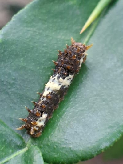 A caterpillar rests on a green leaf. The caterpillar is elongated, dark brown with tan-colored spines projecting from its sides and back. Irregular patches of cream-colored markings are visible along its back. A thorn-like structure is also visible extending from the upper left corner of the frame. The leaf is smooth and green.