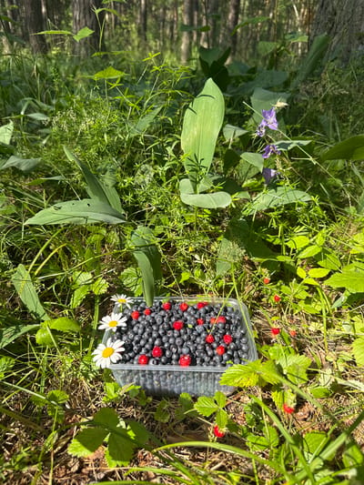 In the city of Pestretsy, Russia, a clear plastic container filled with ripe blueberries and red wild strawberries sits on the forest floor. Two white daisies with yellow centers are nestled near the container. Lush green foliage and trees form the background, with dappled sunlight illuminating the scene. Several wild strawberries are also visible growing on plants surrounding the container.