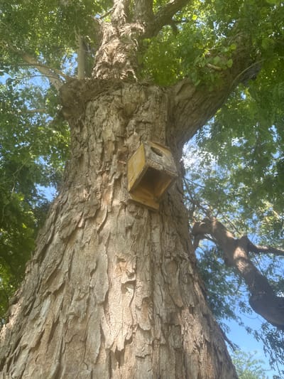 An upward angle shot captures a weathered, yellow birdhouse attached to the thick, textured trunk of a large tree. Sunlight dapples through the lush green foliage overhead, creating a canopy against a clear blue sky. The tree's bark is deeply fissured, revealing its age. The birdhouse, made of wood, shows signs of wear and tear, with a small, circular opening visible on its front. In the background, other tree branches and leaves are visible, along with patches of sky. The image was taken in Beit Yitzhak-Sha'ar Hefer, Israel.