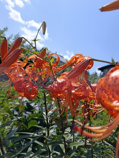 The image shows a close-up, low-angle view of several bright orange tiger lilies with dark spots. The lilies are in various stages of bloom, with some fully open and others still in bud. They are growing in a garden with lush green foliage in the background. The sky above is a clear blue with a few white clouds. The scene is set outdoors, with the sunlight illuminating the flowers. There are no people or animals visible in the image. The location is identified as Zipunovo, Russia.