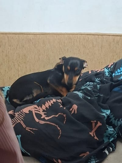 A small black and tan dog is depicted resting on a dark-colored blanket patterned with pinkish-orange and teal skeletal motifs. The dog is positioned centrally, facing slightly towards the right with its head turned towards the viewer, its front paws tucked beneath its body. Behind the dog, a horizontal section of light-colored wooden paneling or a headboard is visible, topped by a plain, light-colored wall. A partial, out-of-focus object with a reddish-brown hue is present on the far left of the frame. The scene is indoors, located in Krivodol, Bulgaria.