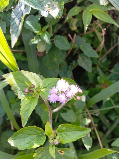 The image displays a close-up of a flowering plant situated in an overgrown vegetated area within Wenshan City, China. The central subject is a plant stem exhibiting a cluster of approximately 8-10 small, light purple, tubular florets with visible fuzzy tips, located towards the upper right. To the left and lower portions of the same stem, several tightly closed, dark pink-purple flower buds are present. The plant features multiple green, ovate leaves with slightly serrated margins and distinct venation. The stem itself is reddish-brown and appears to be covered in fine white hairs. The background consists of blurred, dense green foliage, encompassing various plant types including broad leaves and slender blades, indicating a natural, uncultivated environment. Natural light illuminates the scene, creating varied brightness across the foliage. No individuals or artificial objects are depicted.