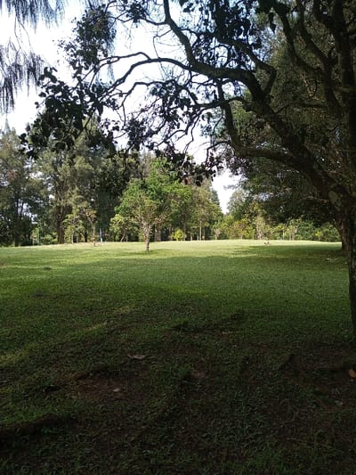 The image captures an expansive, manicured park or open grassy area in New Serchhip, India, under daylight conditions. The immediate foreground is characterized by dark green grass and patches of exposed soil with visible roots, indicating a shaded area. A large tree with a thick, textured trunk and prominent, dark-leaved branches frames the right side of the scene, extending upward and outward. Another tree's dark branches with foliage are silhouetted against the bright sky in the upper left quadrant. The midground is dominated by a wide, uniformly green grass lawn, with several smaller, distinct trees featuring lighter green foliage scattered across its surface. The background consists of a dense, multi-layered tree line, including taller coniferous trees on the left side. The sky, visible intermittently through the tree canopy and above the distant tree line, is bright and clear. No human figures, animals, or specific man-made structures are discernible within the frame, and no actions or interactions are occurring.
