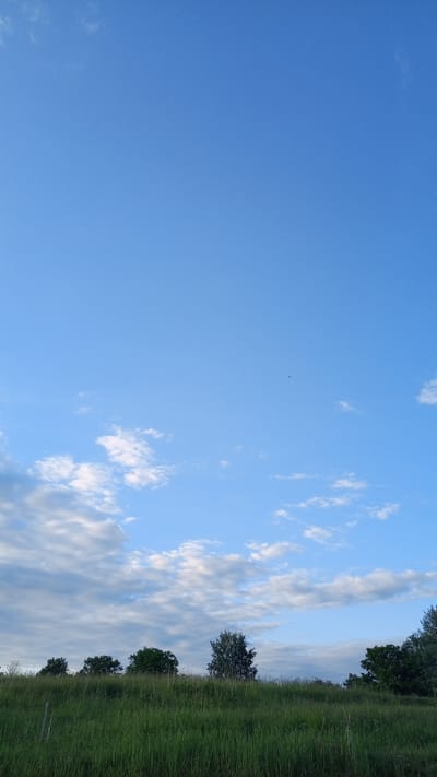 The image presents a natural landscape in Шолья, Russia, characterized by a dominant sky and a foreground of green vegetation. The upper two-thirds of the frame consist of a clear azure sky, gradually lightening towards the horizon. Scattered white cumulus clouds are visible, primarily in the lower sky, with minimal, wispy cloud formations in the upper left. A small, dark, elongated object, consistent with an aircraft, is discernible in the upper-middle right section of the sky. The horizon line is defined by a dense cluster of deciduous trees with dark green foliage, varying in height and density. The lower third of the image depicts a field of tall, vibrant green grass, appearing dense and uncultivated. A slender, dark, vertical post or stake is partially visible on the far left edge of the foreground, extending into the grass. No human subjects, animals, or explicit actions are present within the frame. The lighting suggests daytime, with soft, ambient illumination.