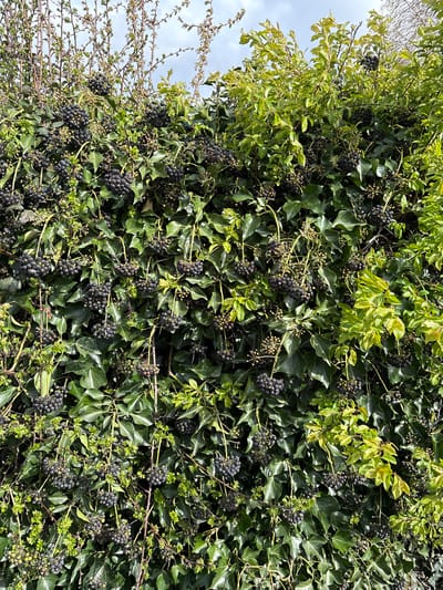 The image shows a dense wall of ivy with clusters of dark, nearly black berries. The ivy covers a vertical surface, possibly a building or fence. The leaves are mostly green and triangular. Some areas show lighter green foliage, possibly a different plant species intertwined with the ivy. The overall scene appears natural, with no obvious signs of human interaction beyond the presence of the wall itself. The image was taken in the city of Minsterley, United Kingdom.