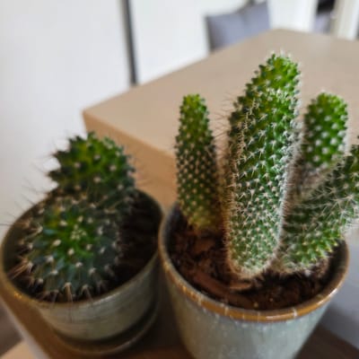 This media file shows two potted cacti placed on a light-colored surface, likely a shelf or table, with a soft focus background. The cactus in the foreground is more clearly visible, displaying its green, cylindrical stems covered in numerous small, white spines. The pot it is in is a muted green, metallic-looking container. The second cactus, positioned behind and slightly above the first, is also green with white spines, but it is more out of focus.
The scene appears to be indoors, possibly in a home or office, given the soft lighting and neutral background. There are no people visible. The lighting suggests it could be daytime, but there are no strong shadows to indicate direct sunlight. The overall mood is calm and still, highlighting the natural forms of the cacti. The location context of Beaverton, United States of America, does not provide specific visual cues within the image itself, but it grounds the setting. There is no visible text in the media file.